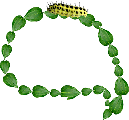 Life Cycle Of Monarch Butterfly - Von Magnus Phenomenon (424x396)