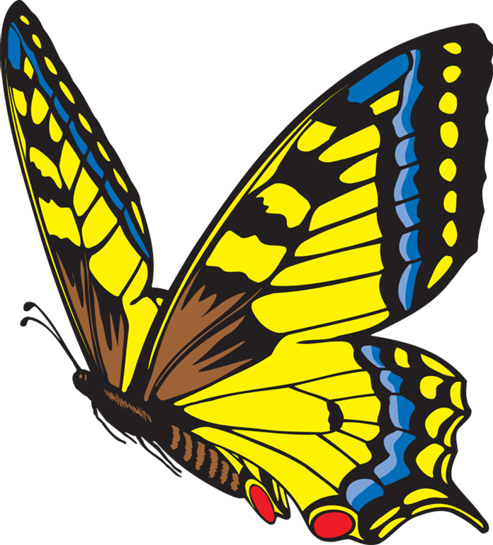 Life Cycle Of A Butterfly - Metamorphosis (696x768)