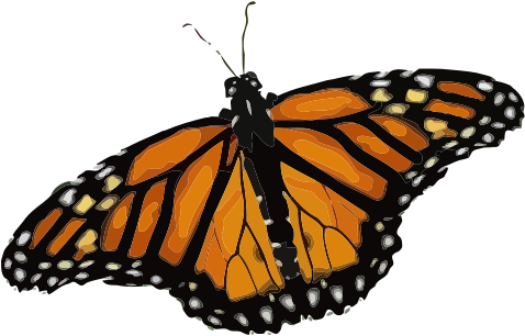 Butterfly Free Danaus Plexippus - Life Cycle Of A Butterfly (566x800)