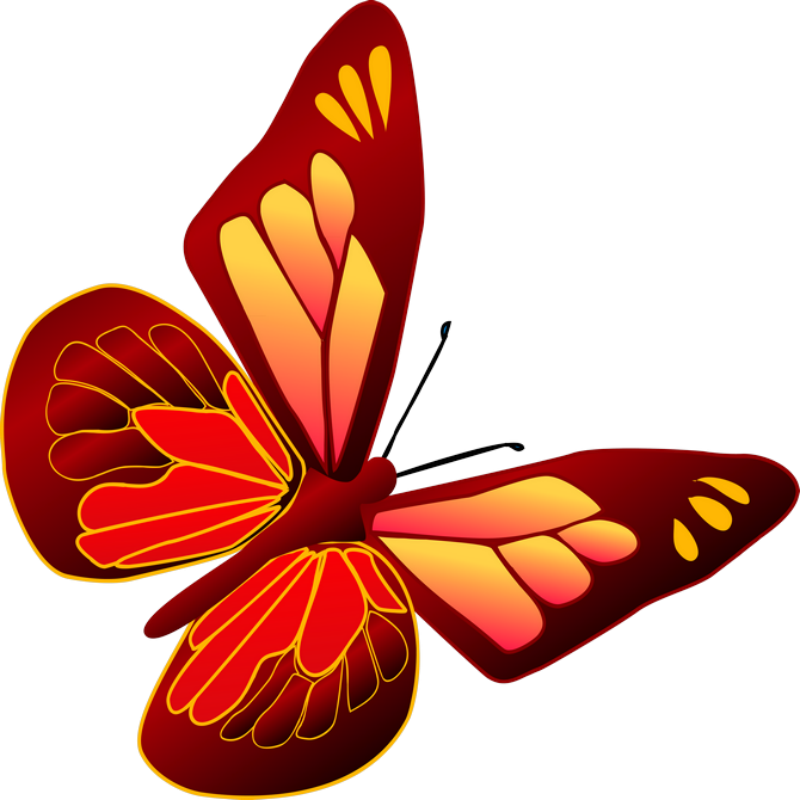 ‿✿⁀butterflies‿✿⁀ - Clipart Butterfly Orange (800x800)