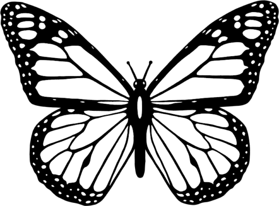Black And White Butterfly - Black And White Butterfly (550x407)
