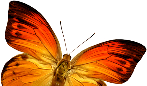 Orange Butterfly Png Image, Butterflies Free Download - Year 2018 Greetings Butterfly (477x331)