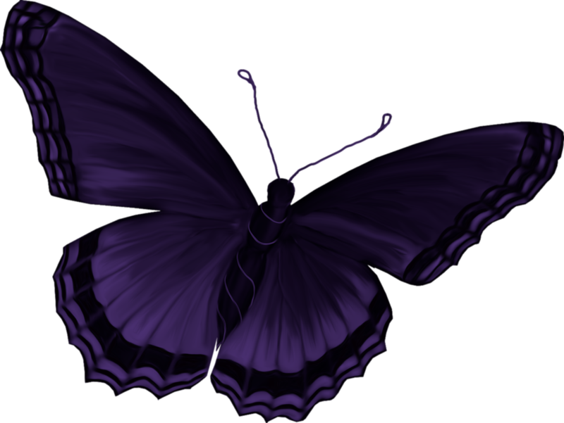 Butterfly - .net (800x601)