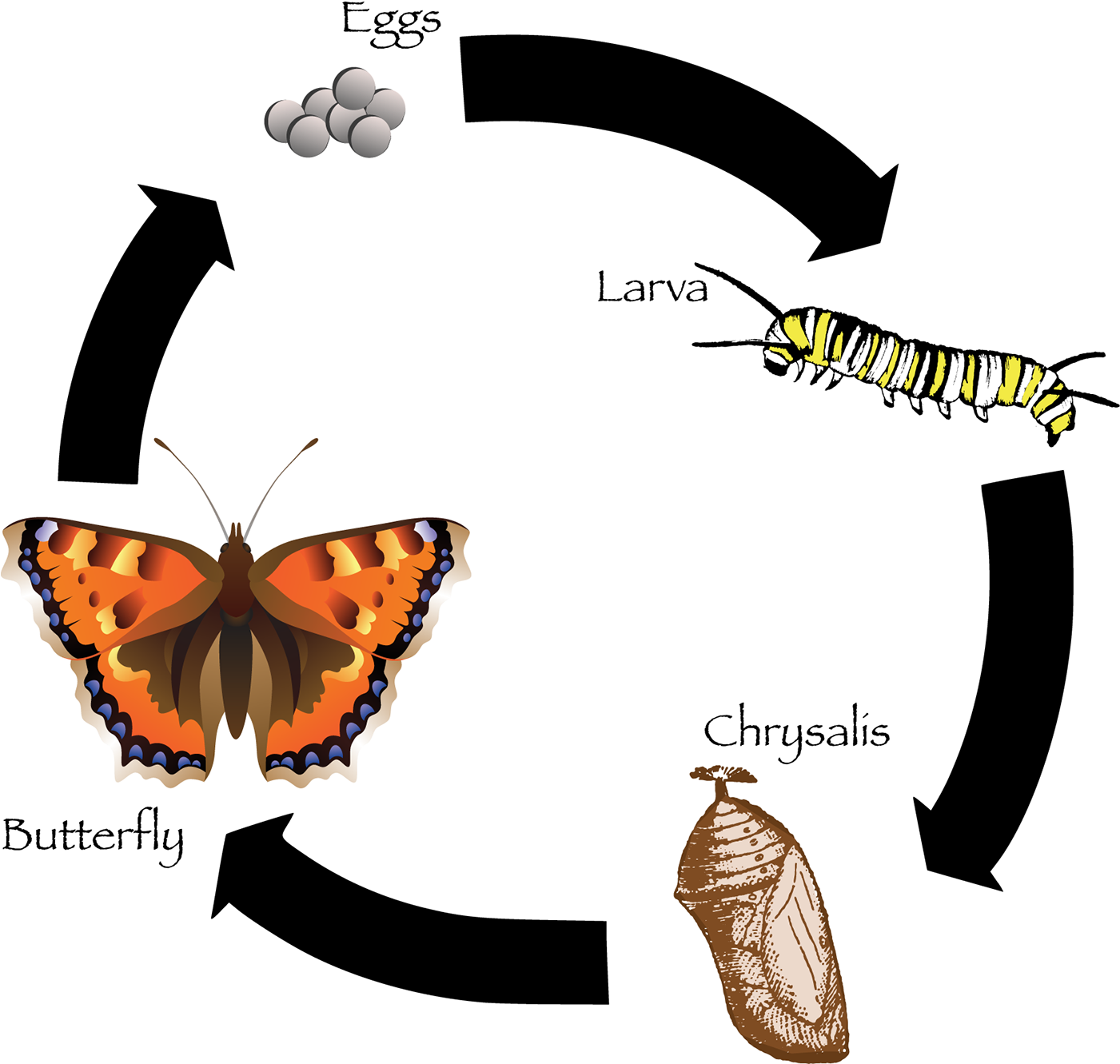 Final Design For Butterfly Lifecycle - Butterfly Necklace Circle Charm (1649x1577)