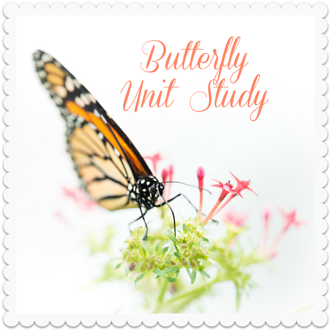 Butterfly Unit Study - Felicitas By Regina Felicitas Fieberg 9783864686474 (666x666)