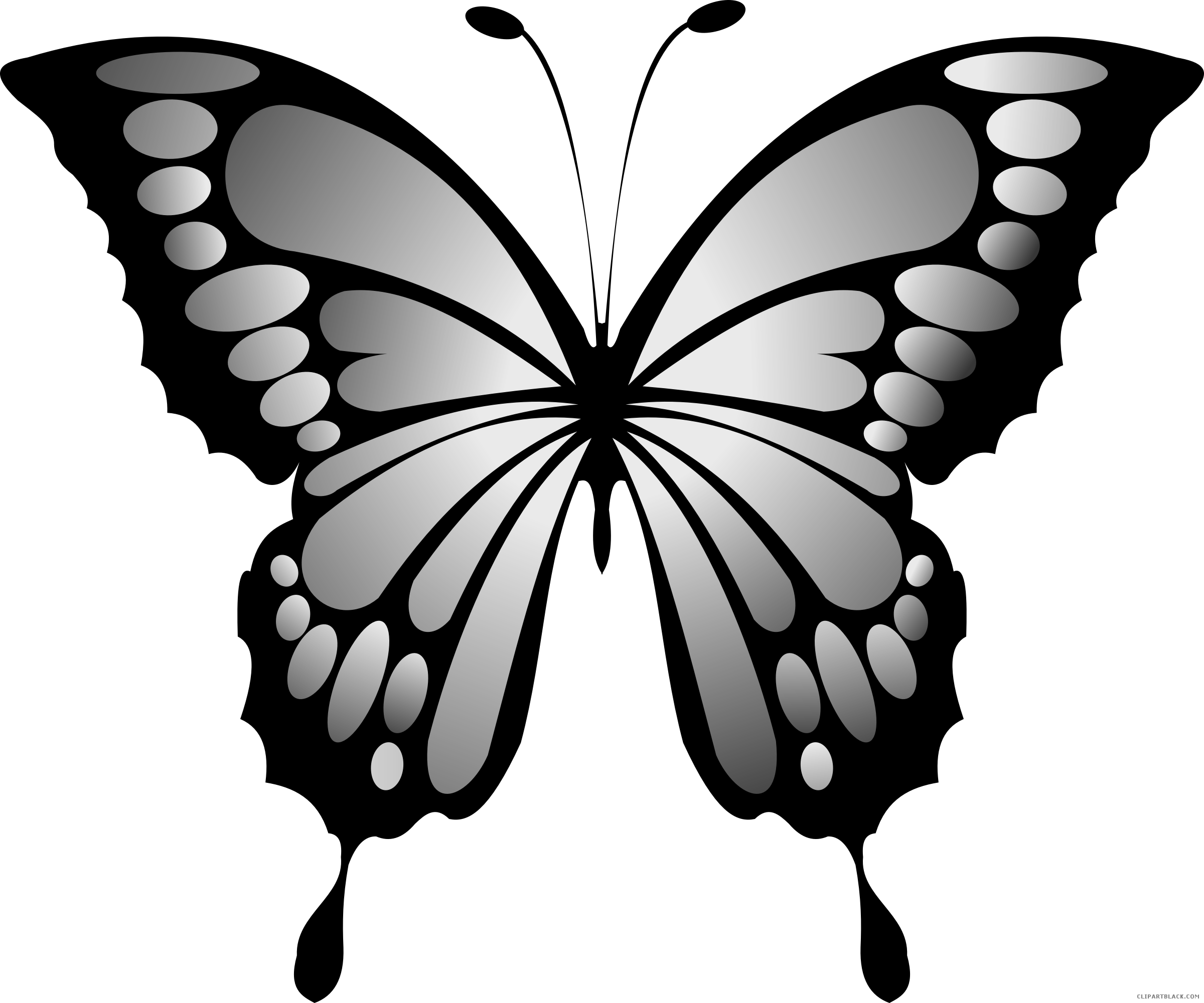 69-691744_wonderful-butterfly-animal-fre
