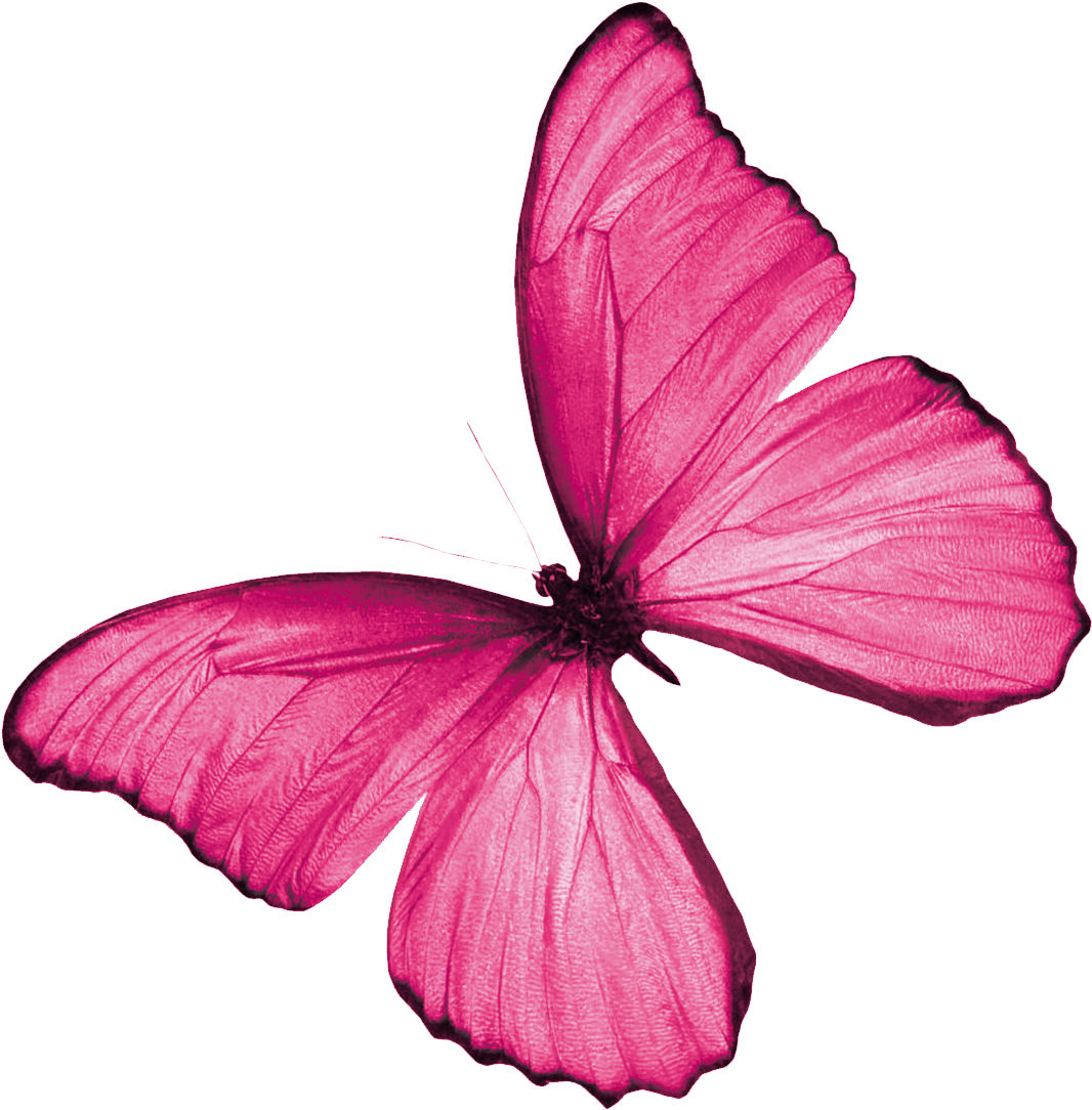 Бабочка бело розовая. Розовые бабочки. Бабочки на белом фоне. Розовые бабочки на белом фоне.