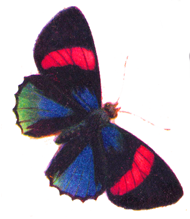 Free Clip Art - Art Print: Butterflies, 61x46cm. (390x439)