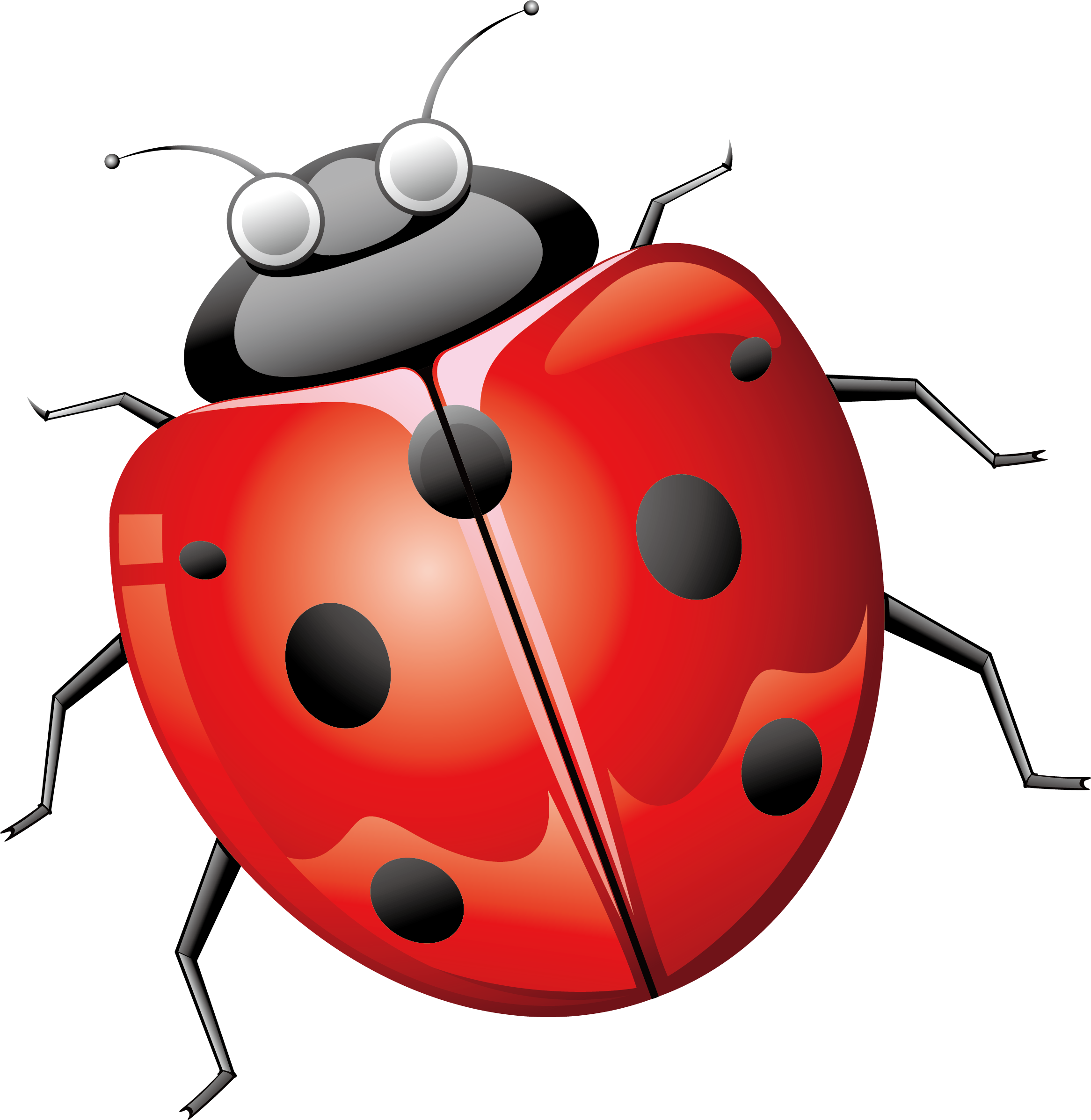 Ladybird Beetle Euclidean Vector - Lady Bug Png (2332x2395)