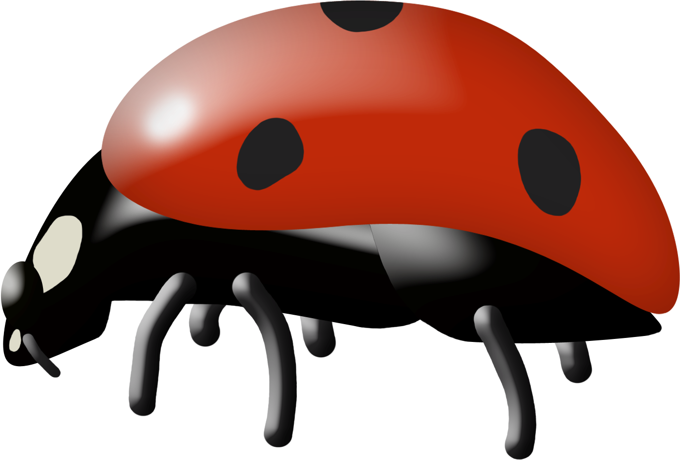 Insect Ladybird Cartoon Clip Art - Insect Ladybird Cartoon Clip Art (1429x989)
