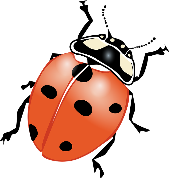 Ladybug Cartoon Images 28, - Bug Clip Art (682x720)