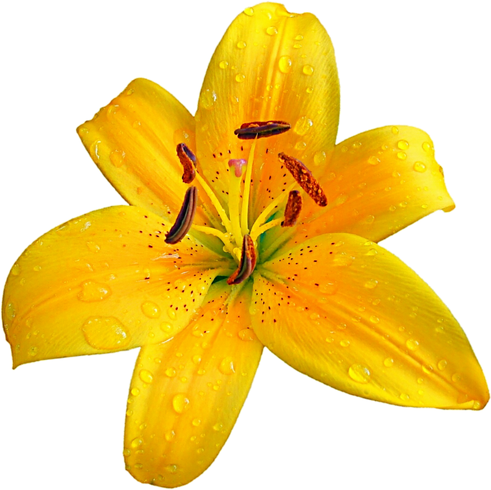Lilium Bulbiferum Easter Lily Flower Clip Art - Lilium Bulbiferum Easter Lily Flower Clip Art (1024x1024)