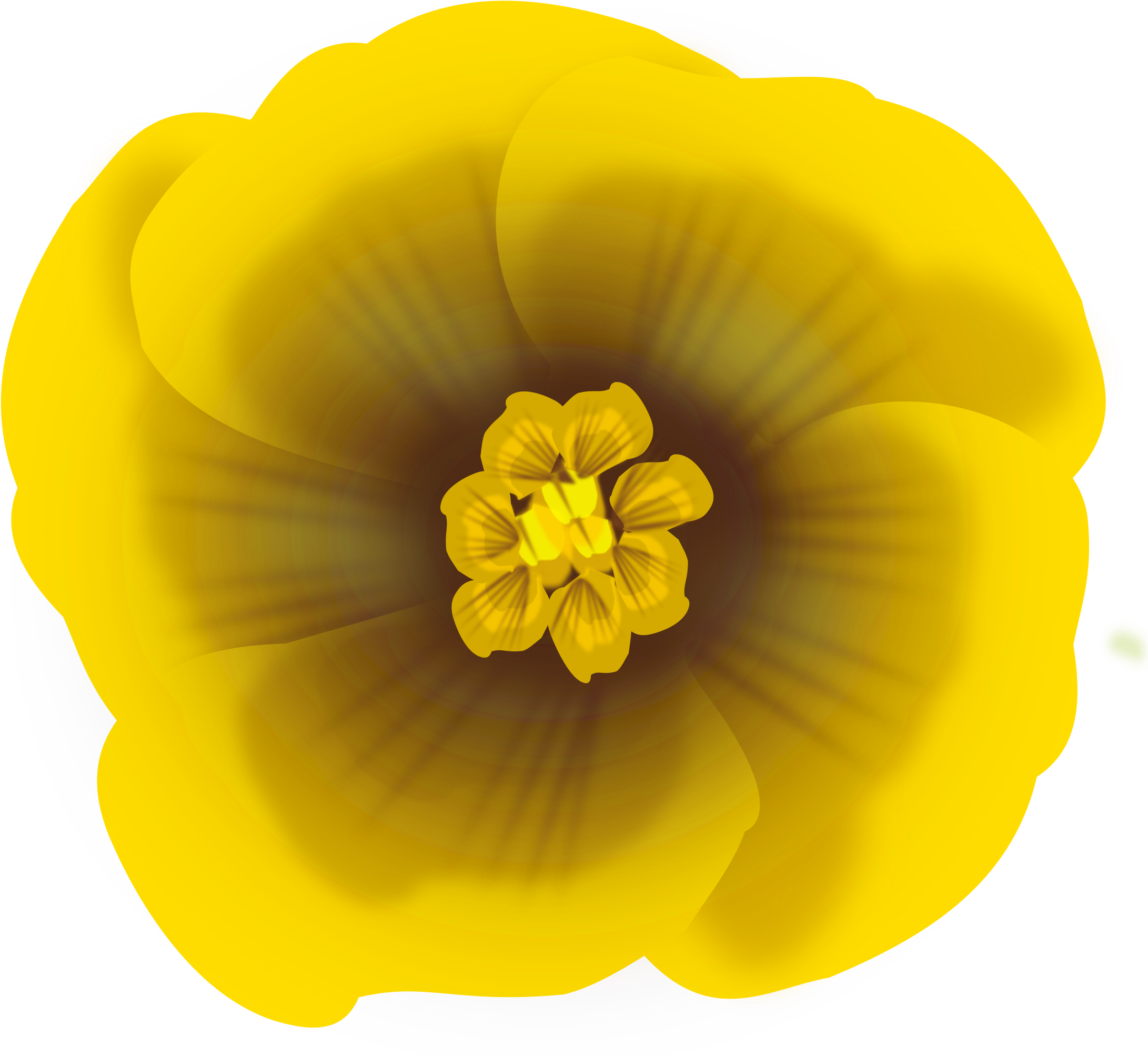 Flower Yellow - Large-flowered Evening Primrose (2400x2400)