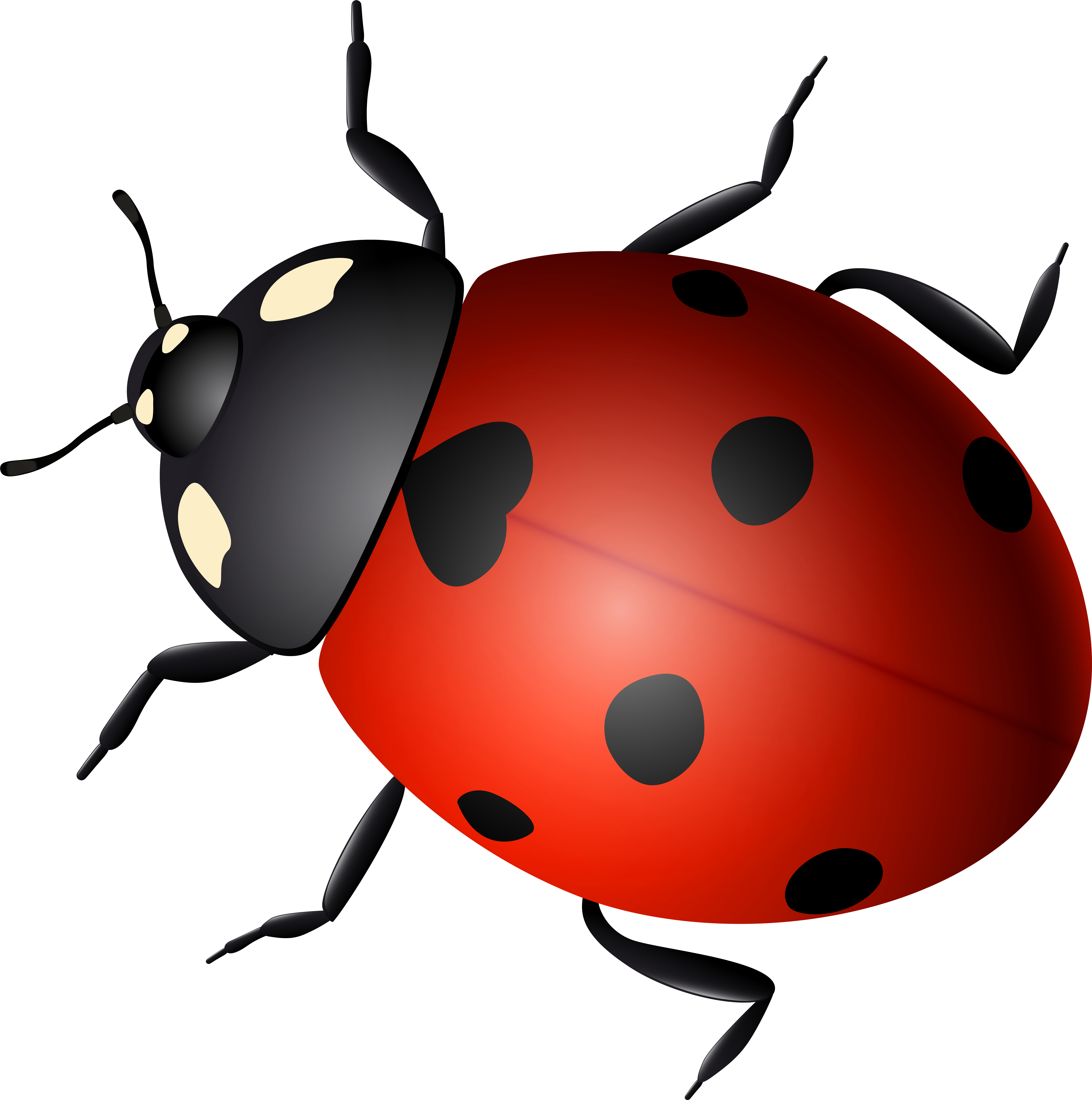 Ladybird Beetle Clip Art - Ladybird Beetle Clip Art (8000x7979)