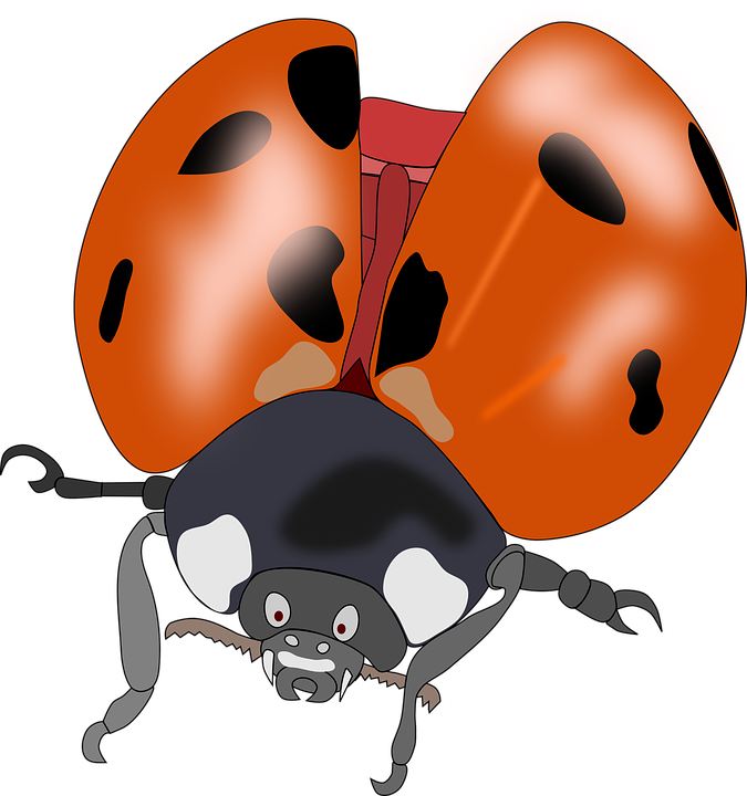 Lady Bug Cartoon 26, Buy Clip Art - การ์ตูน ด้วง (675x720)