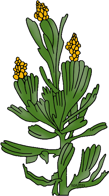 United States Clip Art By - Portable Network Graphics (386x648)