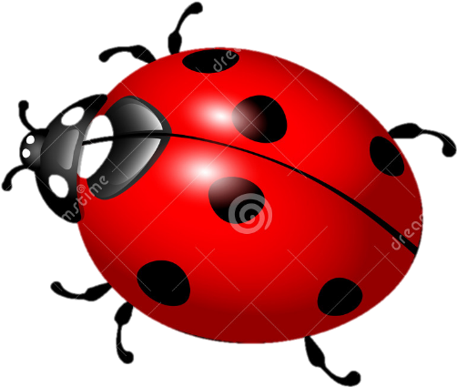 Lady Bug - Божья Коровка Нарисованная (851x697)