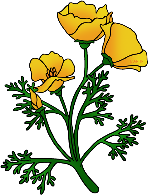 California State Flower - California Poppy Clipart (496x648)