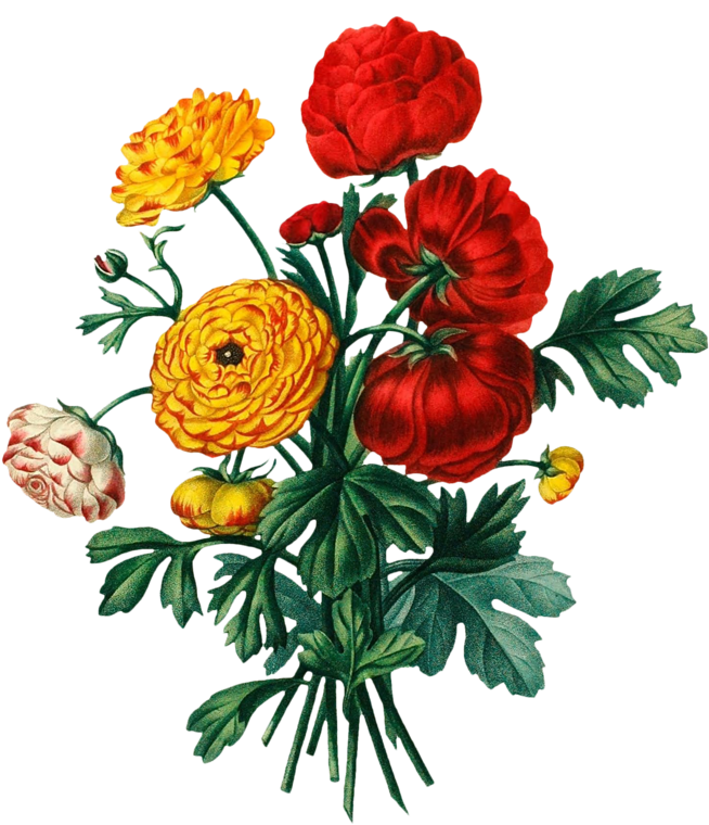 Floral Design Flower Bouquet Botany Clip Art - Floral Design Flower Bouquet Botany Clip Art (694x800)
