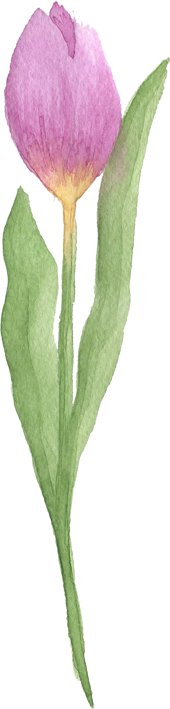 Tulip Watercolor Painting Flower - Tulip Watercolor Painting Flower (948x2441)