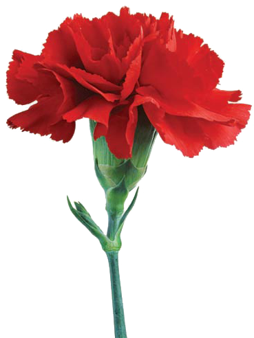 Vase Flower Watercolor Painting Drawing Amaryllis - Vase Flower Watercolor Painting Drawing Amaryllis (500x500)