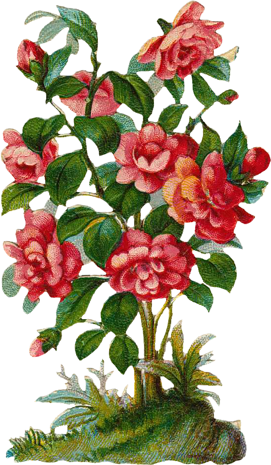 Rose Shrub Plant Clip Art - Rose Shrub Plant Clip Art (600x967)