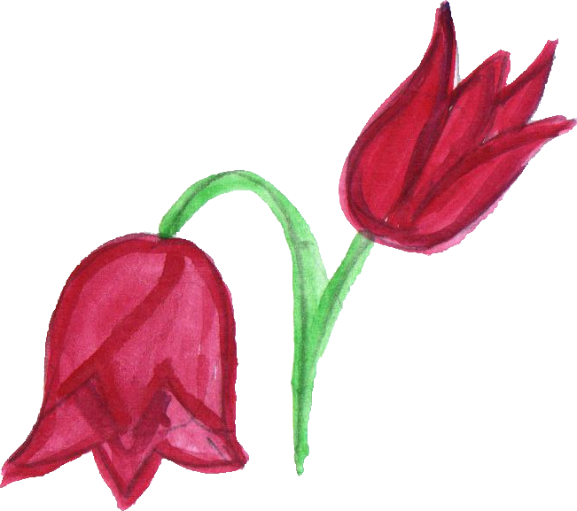 Free Download - Lady Tulip (651x577)