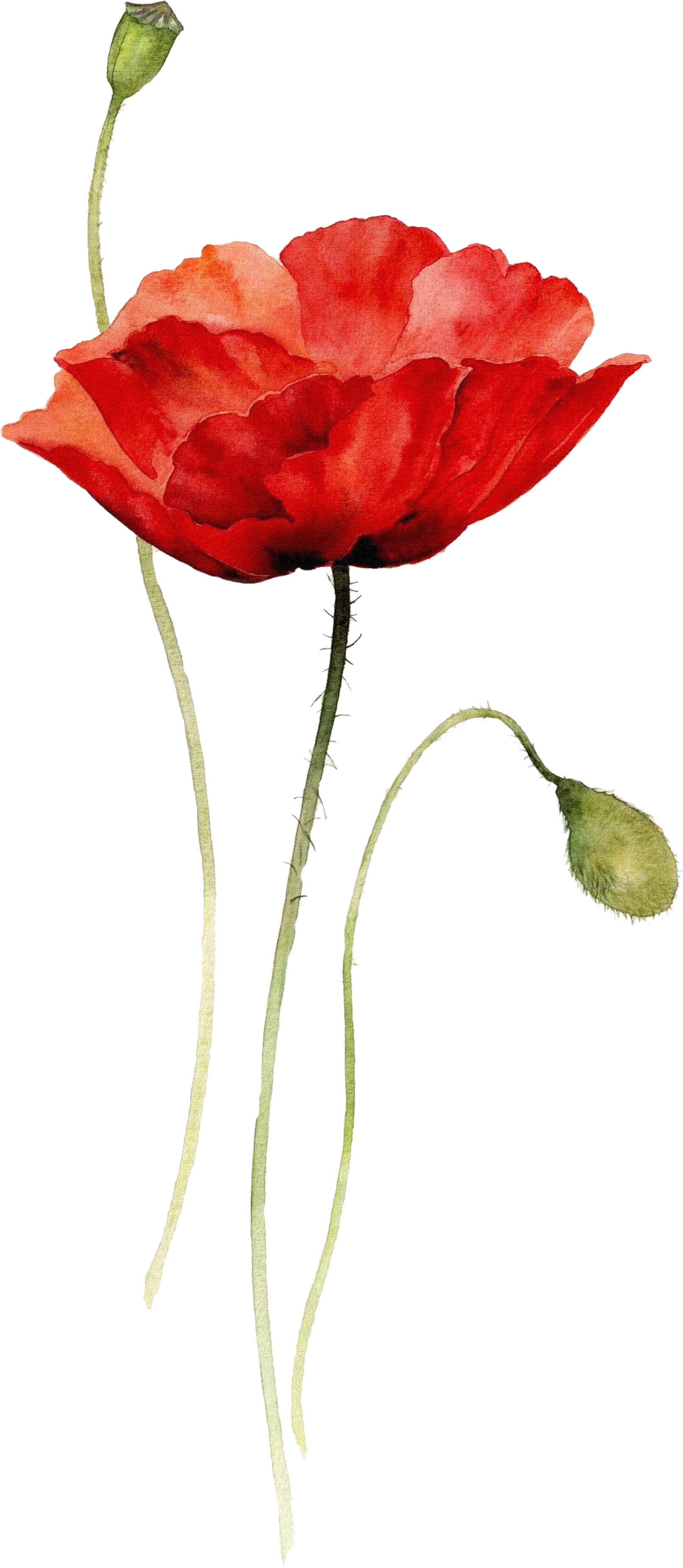 Poppies Watercolor Painting Paper Drawing - Poppy Flower Watercolor Tattoo (2206x3780)