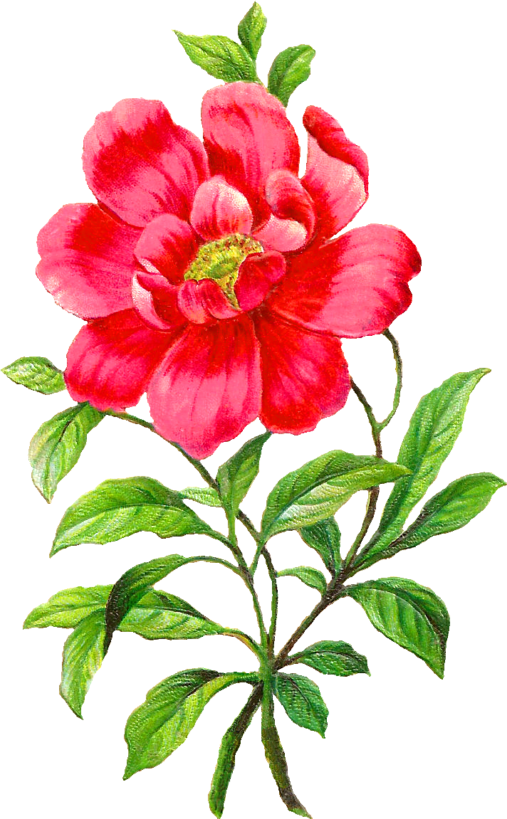 Camellia Flower Botanical Artwork Image Illustration - Flower Botanical Png (848x1280)