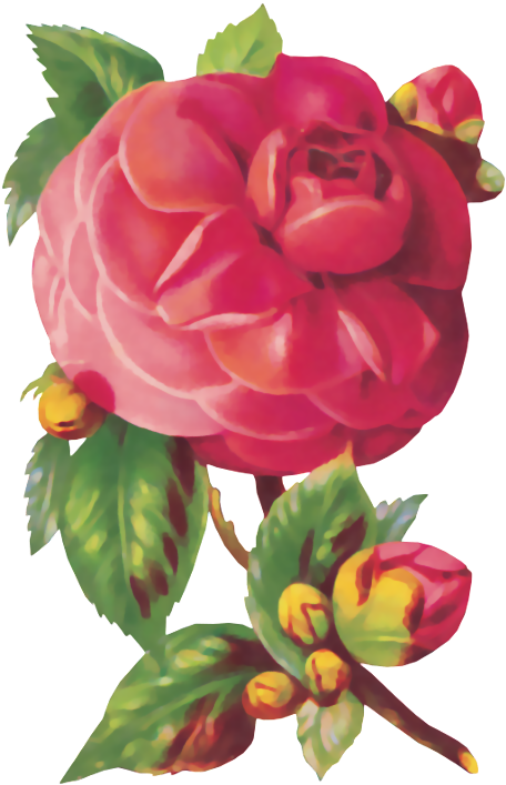 Explore Vintage Flowers, Vintage Floral, And More - Old-time Roses Stickers By Maggie Kate (490x728)