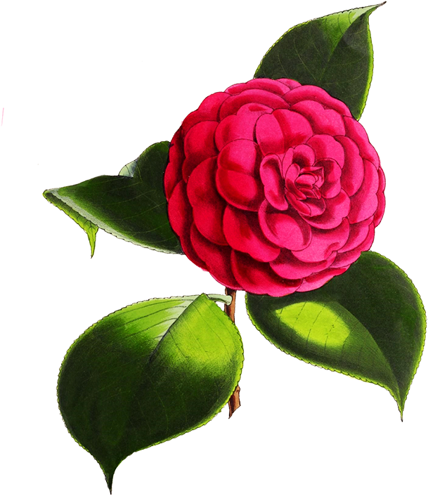 Beautiful Blue Flower - Transparent Background Camellia Flower Png (642x768)