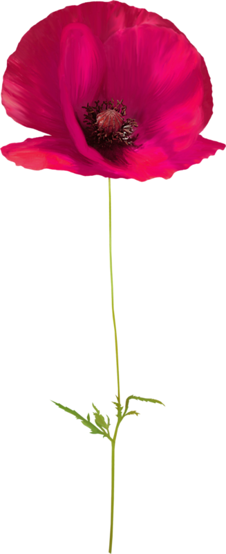 Poppy Flower Floral Design - Poppy Flower Floral Design (327x800)