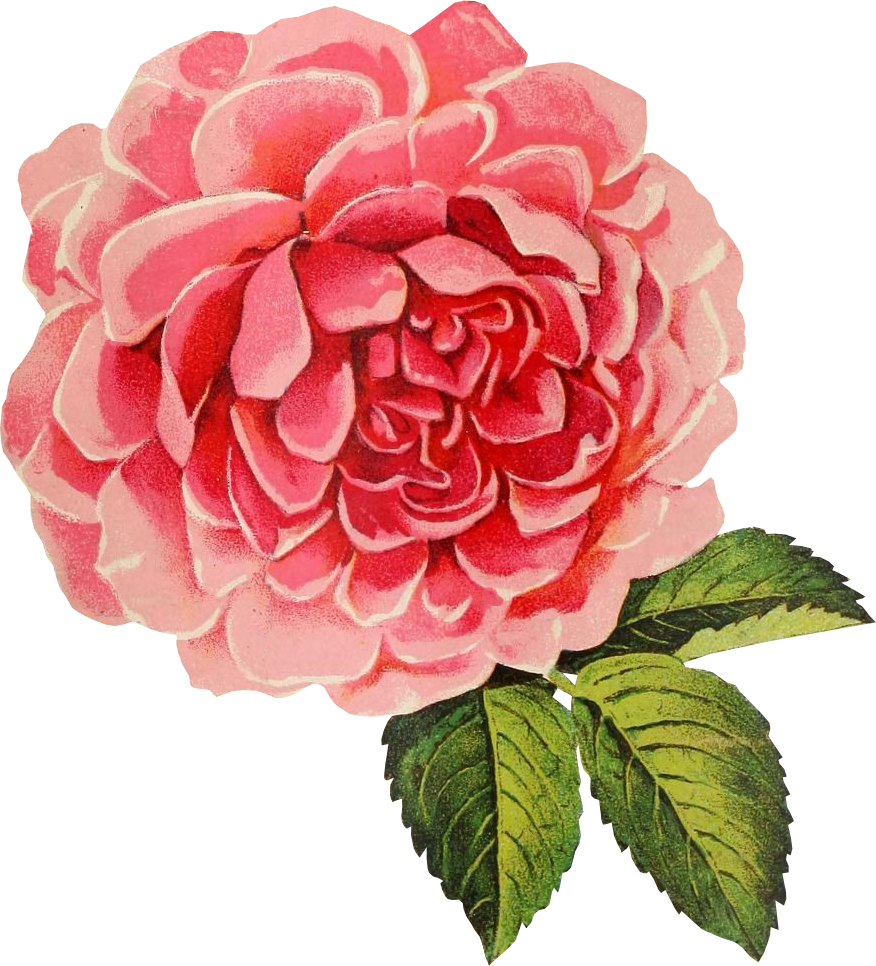Vintage Cabbage Rose Graphic - Vintage Rose Transparent Background (876x966)