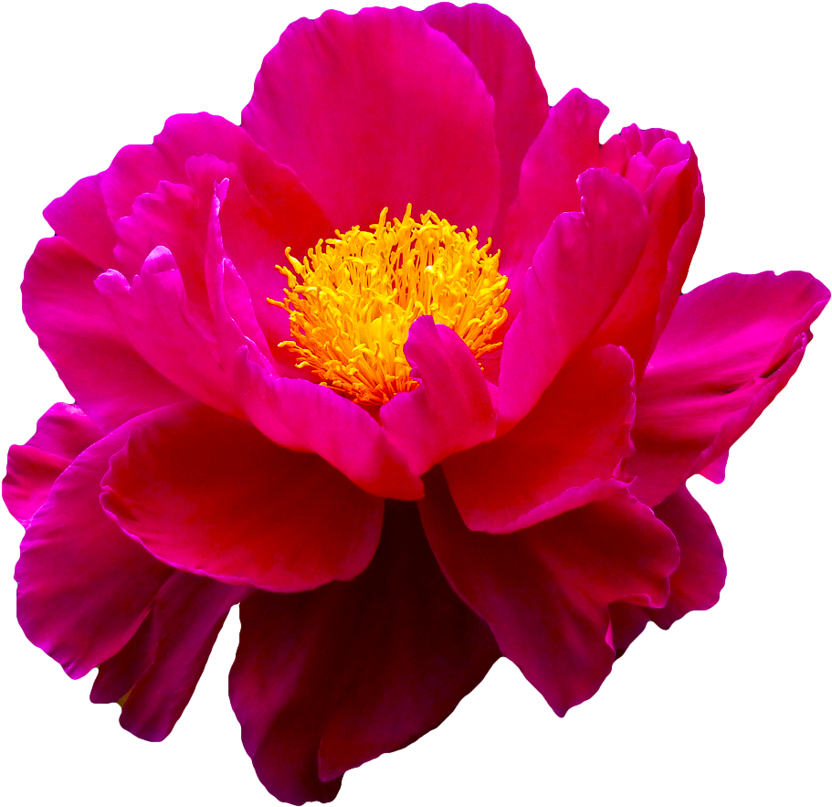 Related Images To Clipart Pink Camelia - Transparent Pictures Of Flowers (919x886)