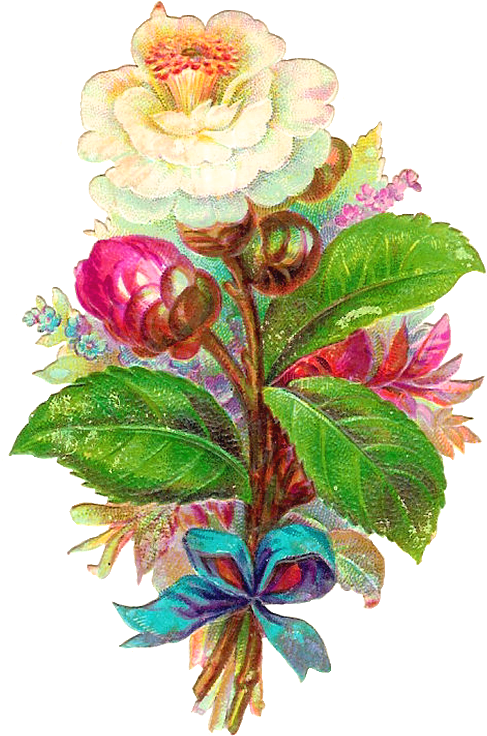 Antique Images Digital Flower White Camellia Vintage - Japanese Camellia (1072x1600)