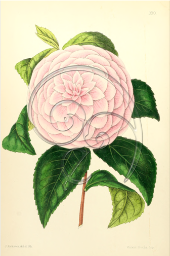 The Floral Magazine 1869 Camelia Canvas Art - Floral Magazine 1869 Camelia Poster Print (504x504)