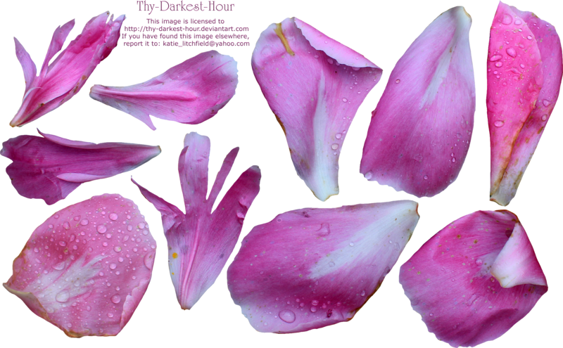 Single Flower Petal Texture Download Single Flower - Peony Petals Png (800x495)