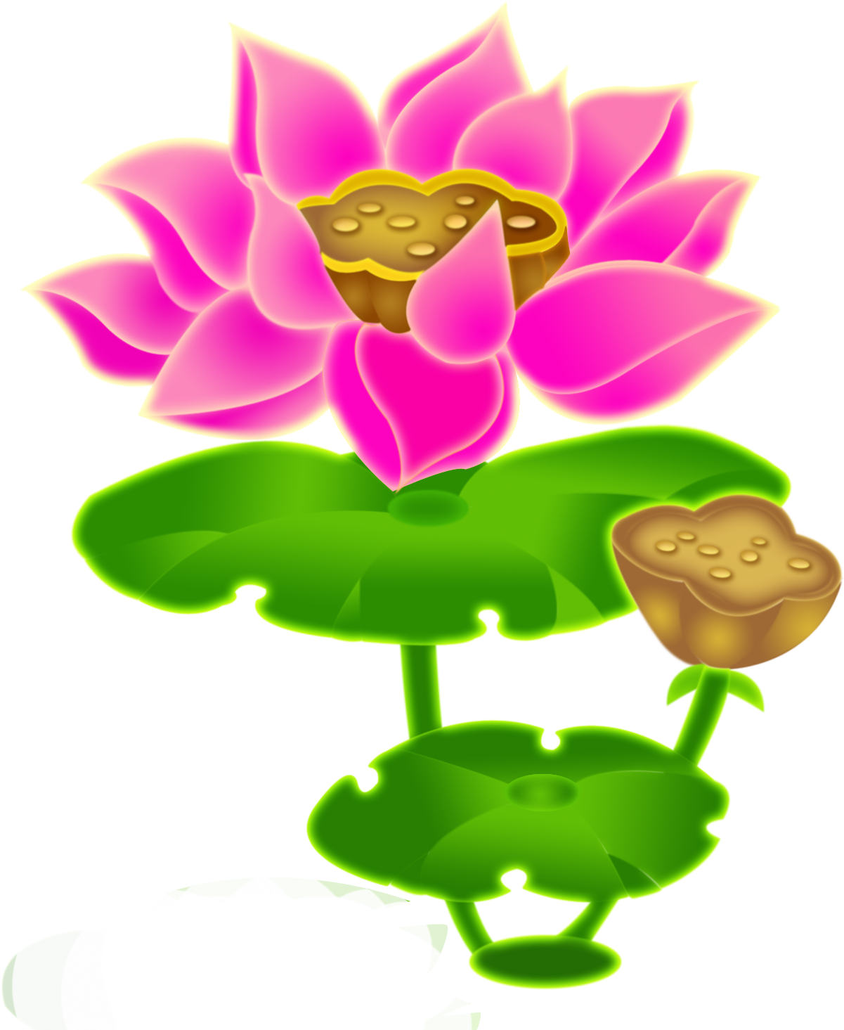 Nelumbo Nucifera Budaya Tionghoa Lotus Root Lotus Effect - Nelumbo Nucifera Budaya Tionghoa Lotus Root Lotus Effect (1322x1625)
