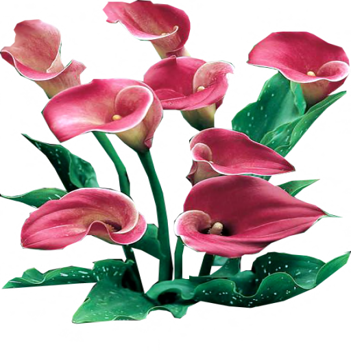Wip By Maximko Pink Persuasion Calla Lilies By Lilipilyspirit - Calla Lilies Png (512x512)