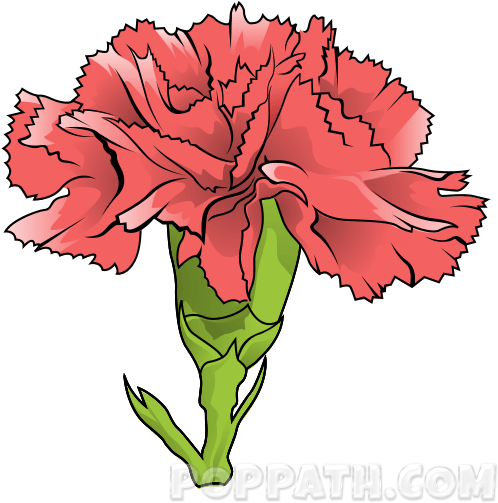 Play Slideshow - Carnation (544x544)