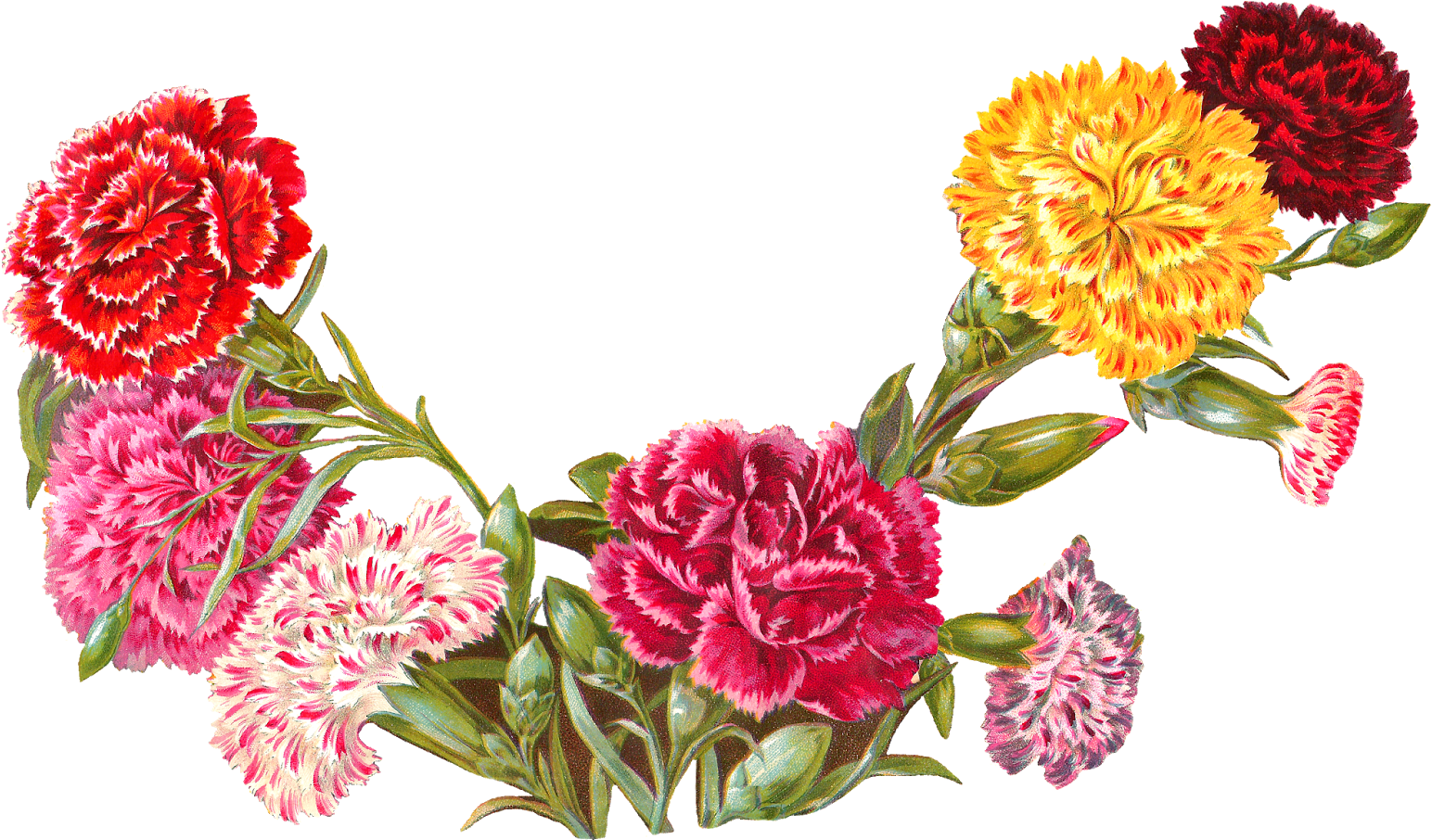 And The Shape Of The Flower Image Makes It A Perfect - Clip Art Carnation Illustration (1600x947)