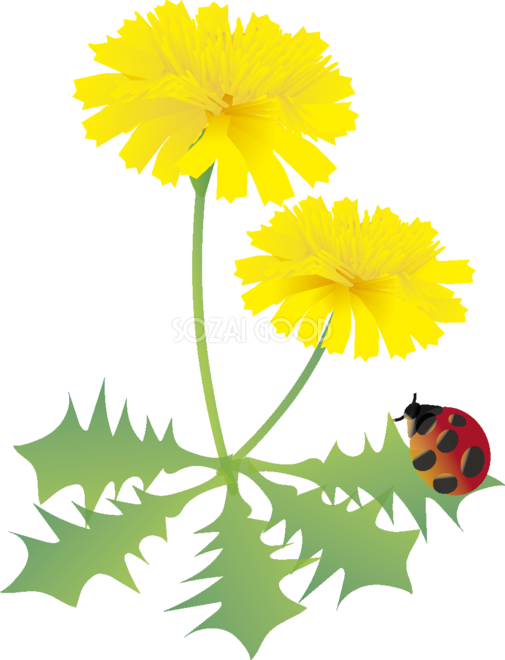 たんぽぽの花とてんとう虫の無料イラスト 春3~5月63537 - 春の 花 イラスト 無料 (505x660)