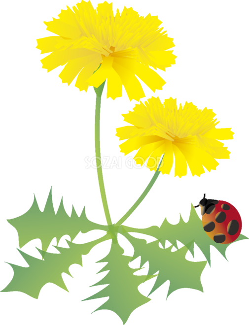 たんぽぽの花とてんとう虫の無料イラスト 春3 5月63537 春の 花 イラスト 無料 505x660 Png Clipart Download