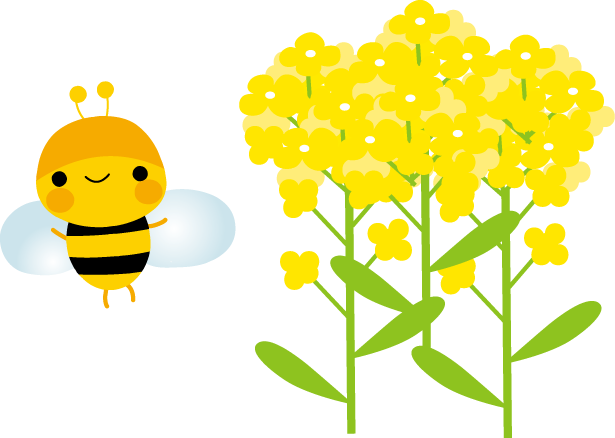 5, 菜の花のイラスト - Illustration (615x438)