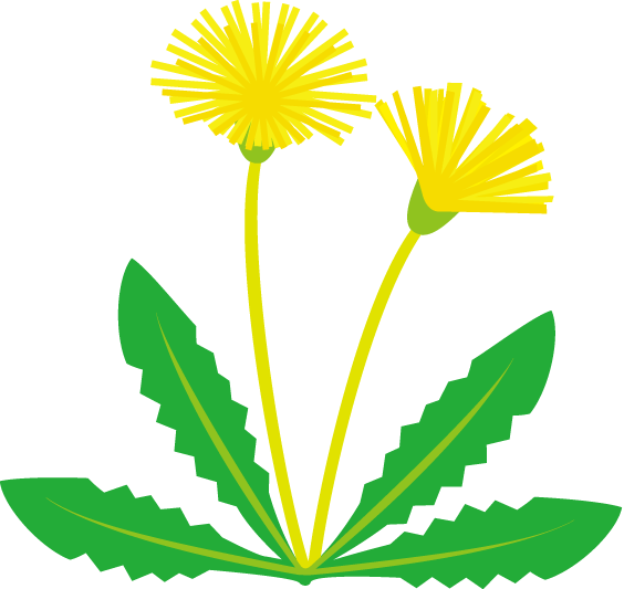 春の花3 05 たんぽぽイラスト - 無料 イラスト 春 花 (564x533)