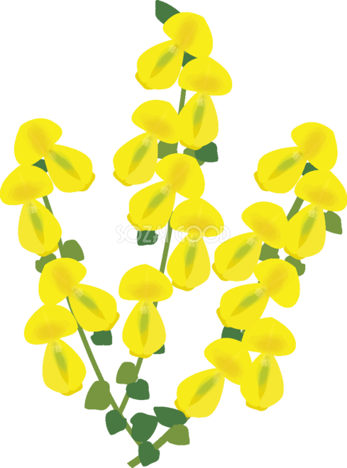 金雀枝 【花の無料イラスト】春(4月-5月)67150 - Scotch Broom (489x660)