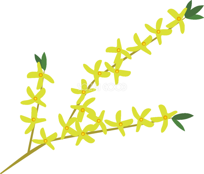 連翹 の花無料イラスト 春3~4月63758 - Forsythia (660x564)