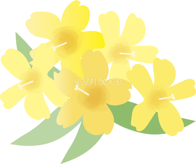 カロライナジャスミン【花の無料イラスト】春 - 4 月 花 イラスト (660x551)