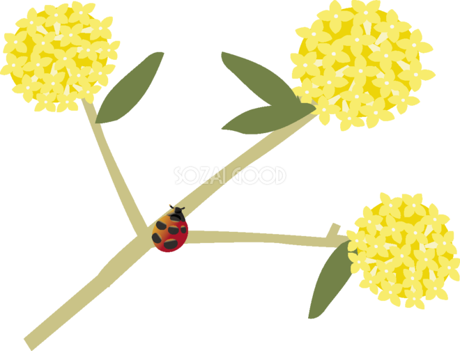 三叉の花とてんとう虫の無料イラスト 春3~4月63615 - American Witch Hazel (660x504)