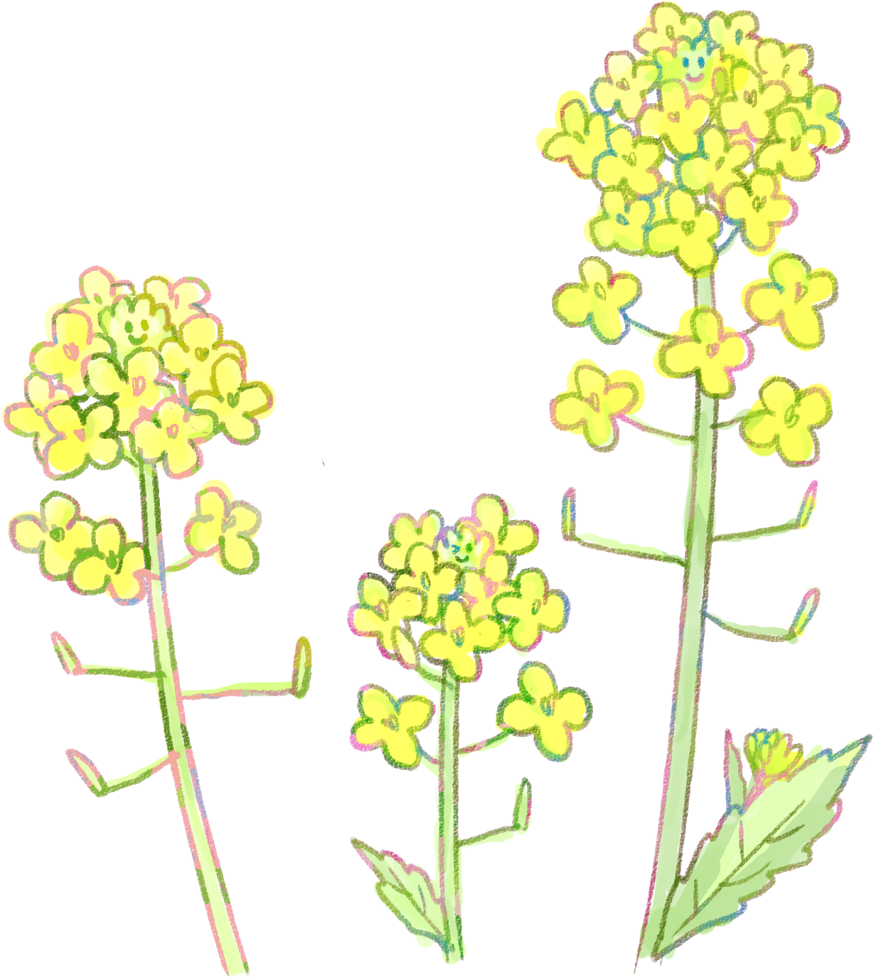 菜の花イラスト - 菜の花 3 月 イラスト (1229x1378)